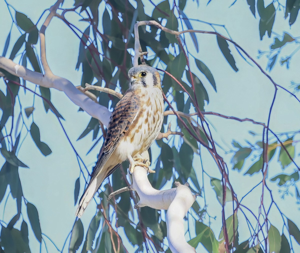 spurvefalk - ML644903590