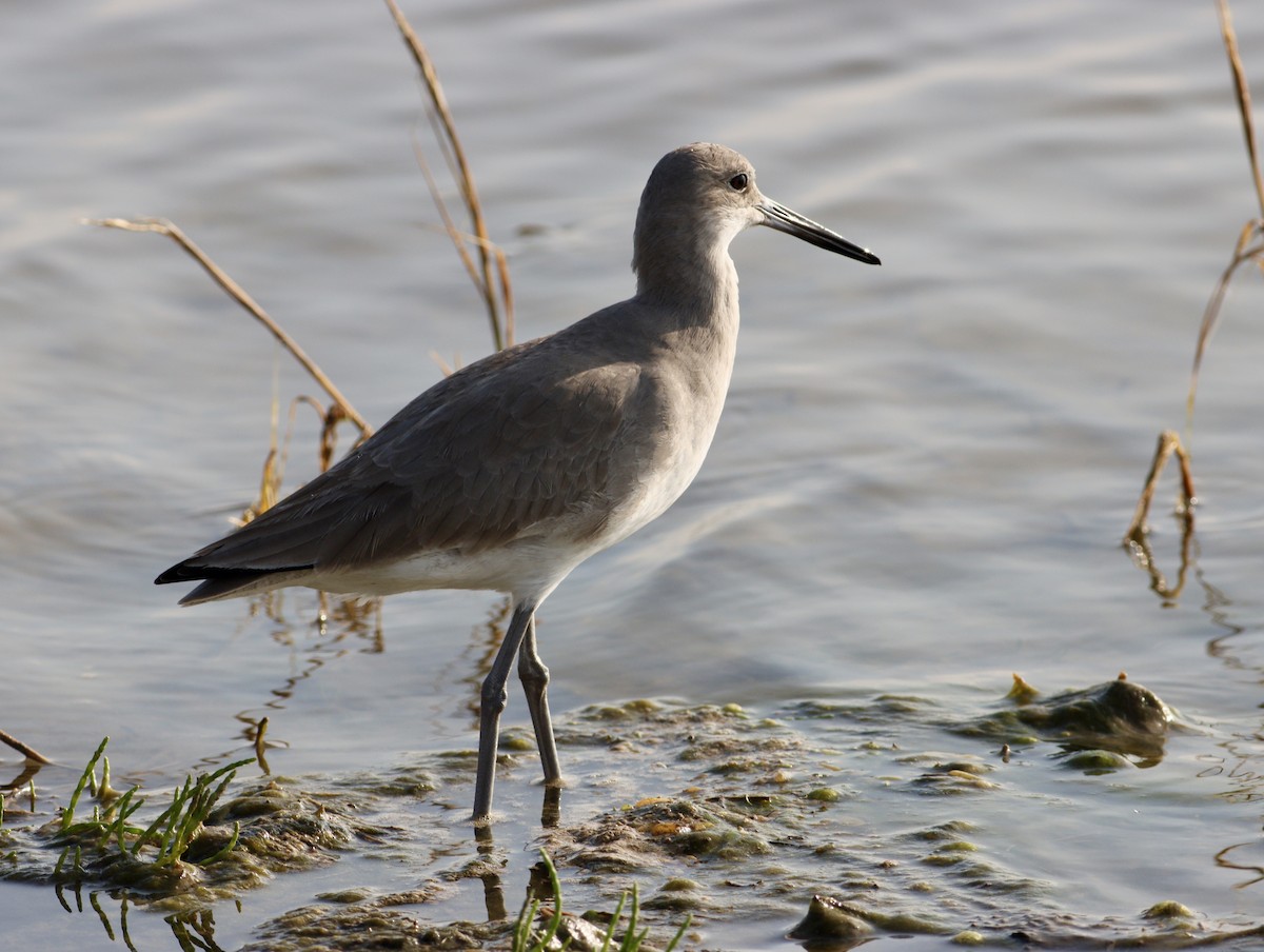 willetsnipe - ML644903593