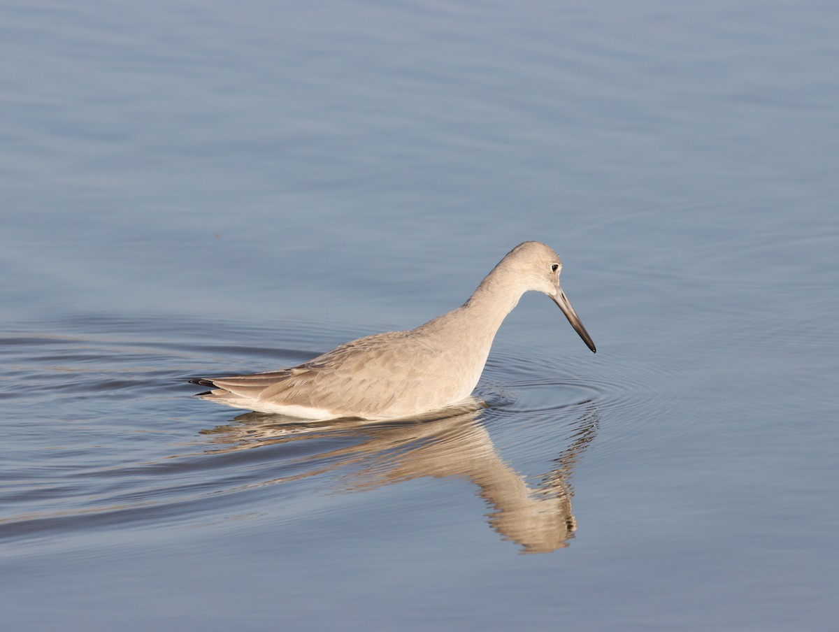 willetsnipe - ML644903594