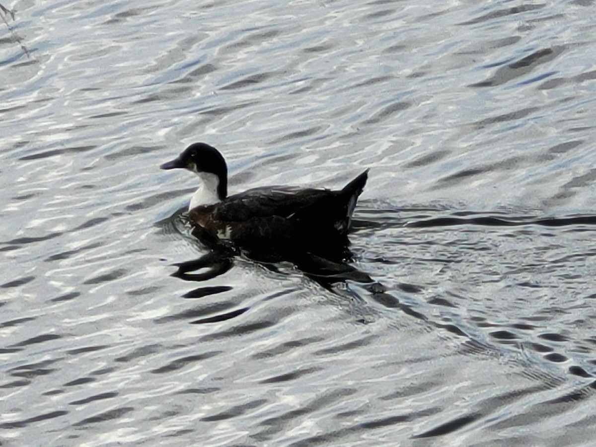 kachna domácí - ML644903595