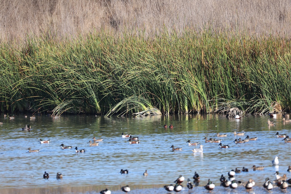 kaneland - ML644903599