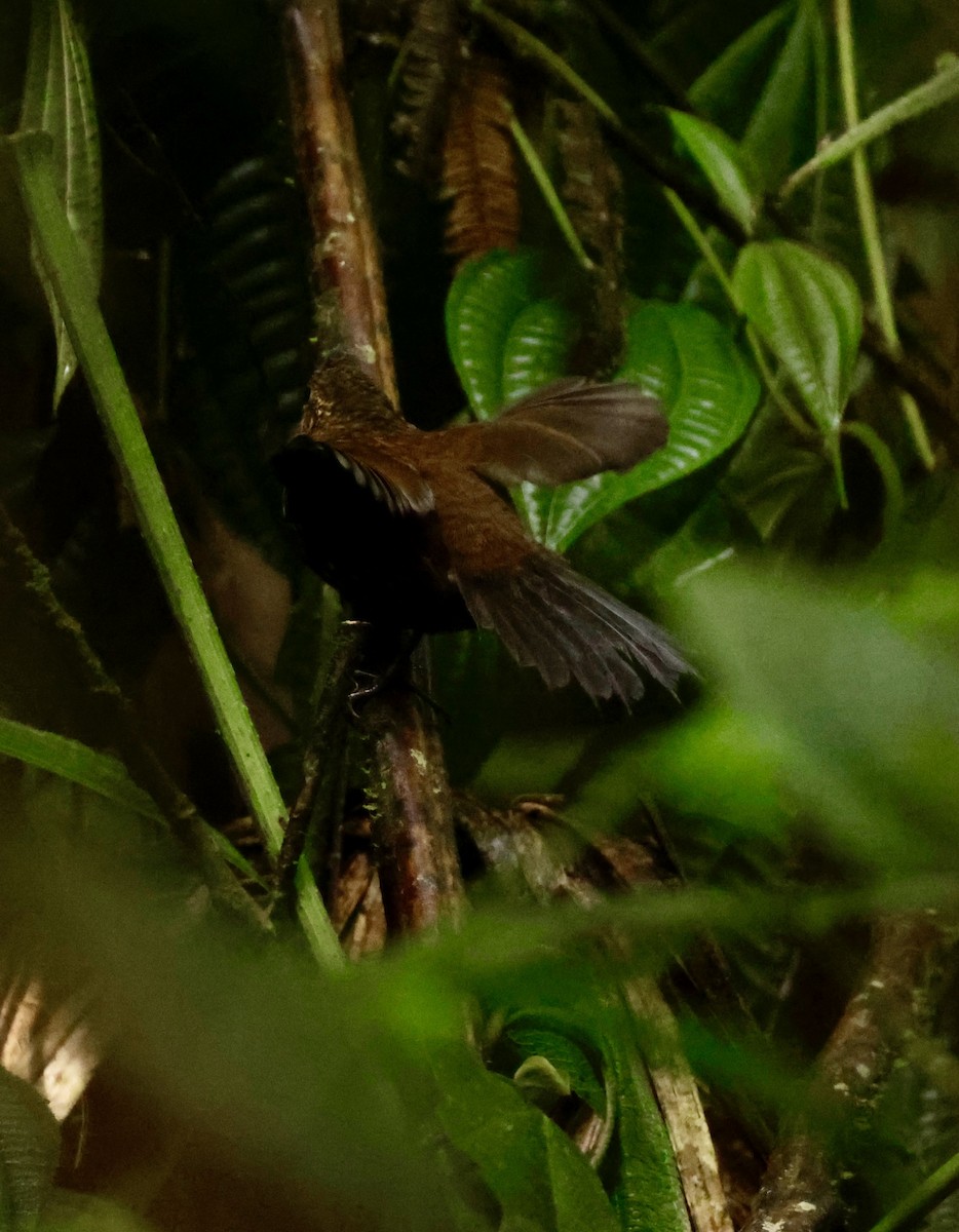 Spotted Barbtail - ML644903603