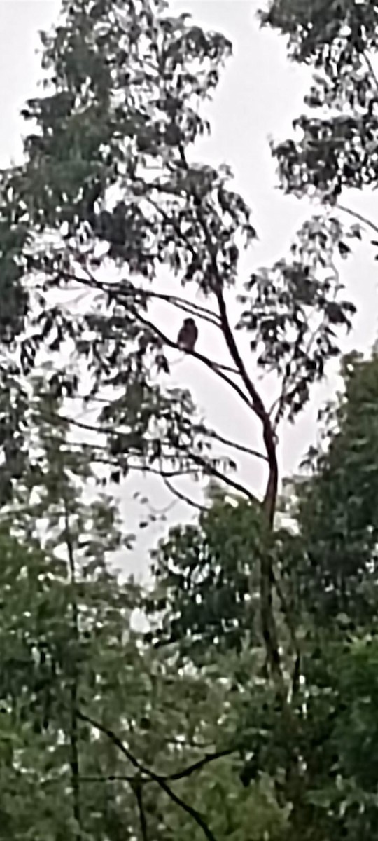 brunfiskeugle - ML644903604