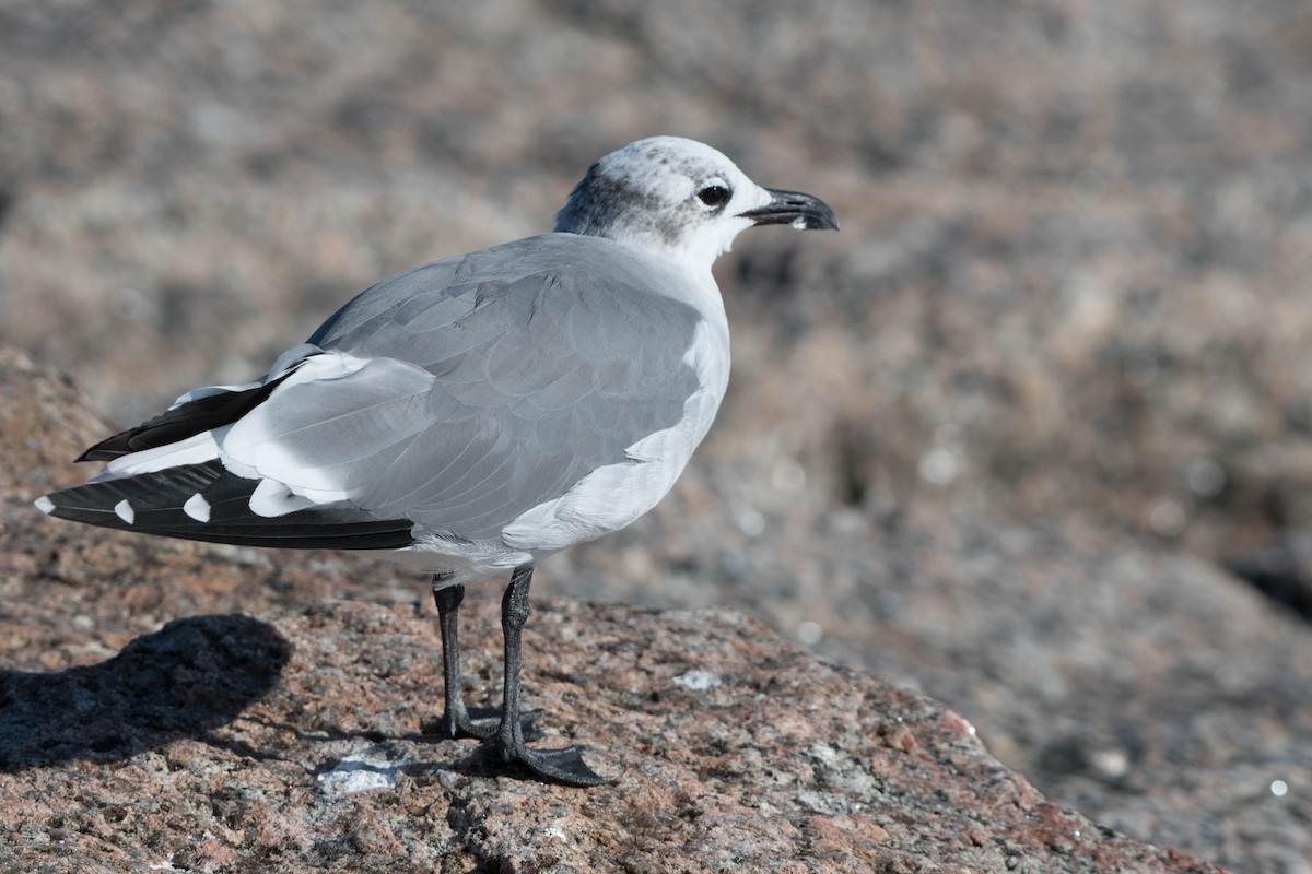 lattermåke - ML644903606