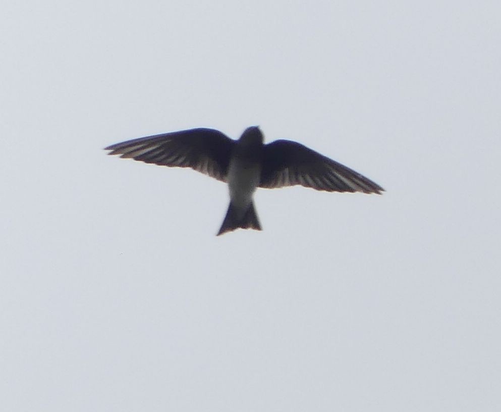 ub. svale (Hirundinidae sp.) - ML644903610