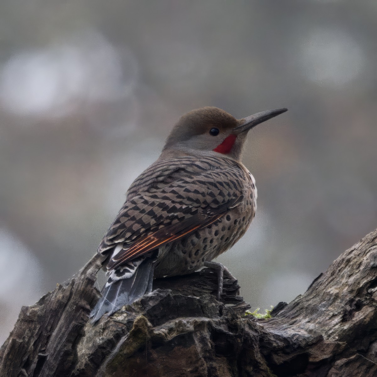 Altın Ağaçkakan - ML644903639