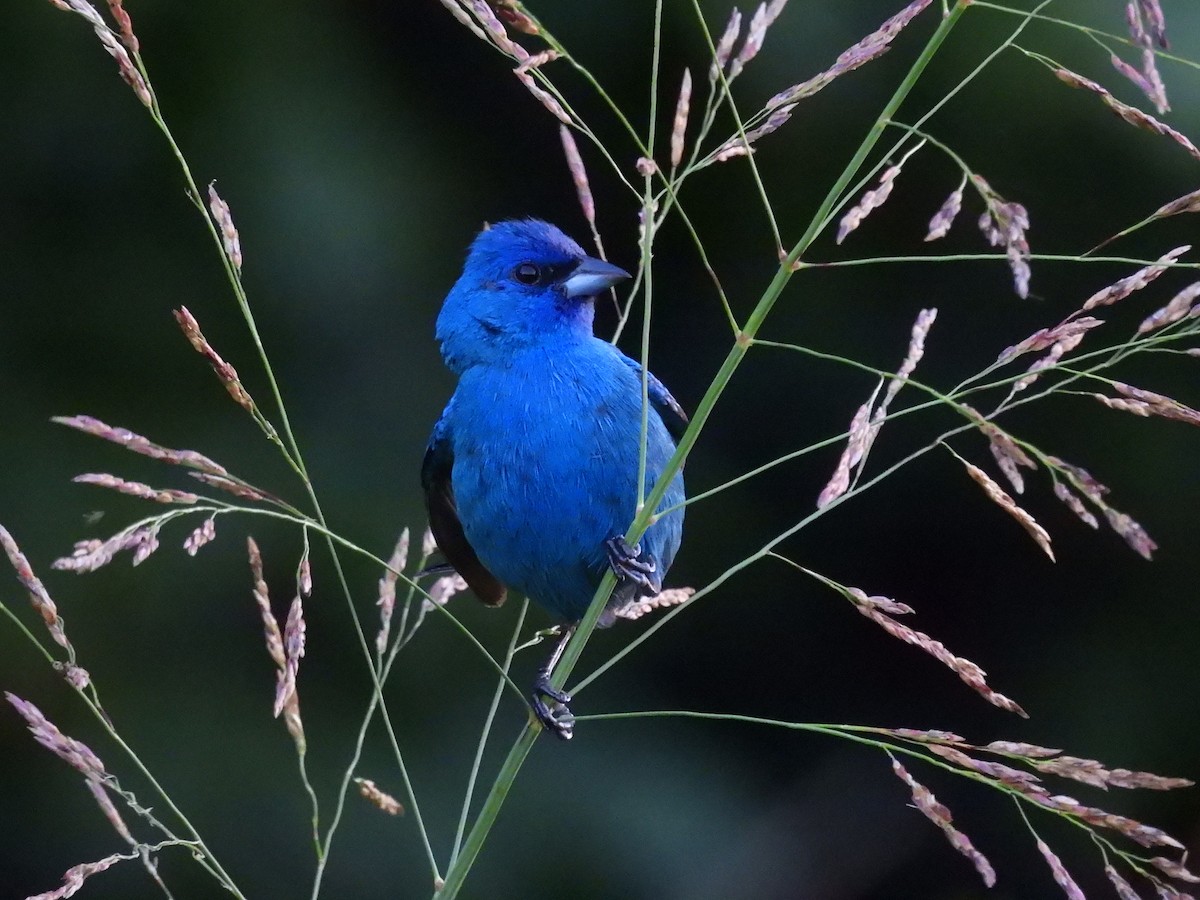 Индиговый колорин - ML644903647