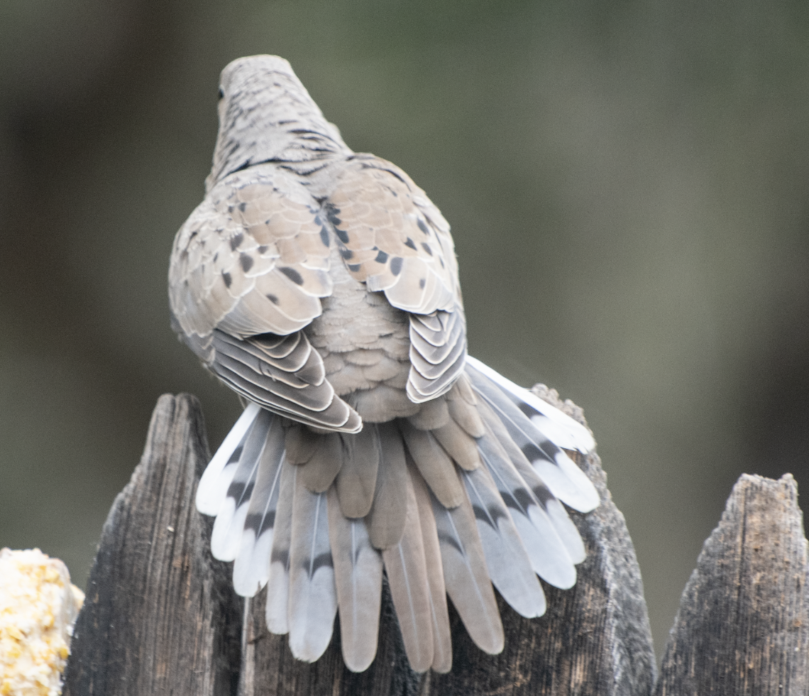 hrdlička karolínská - ML644903652