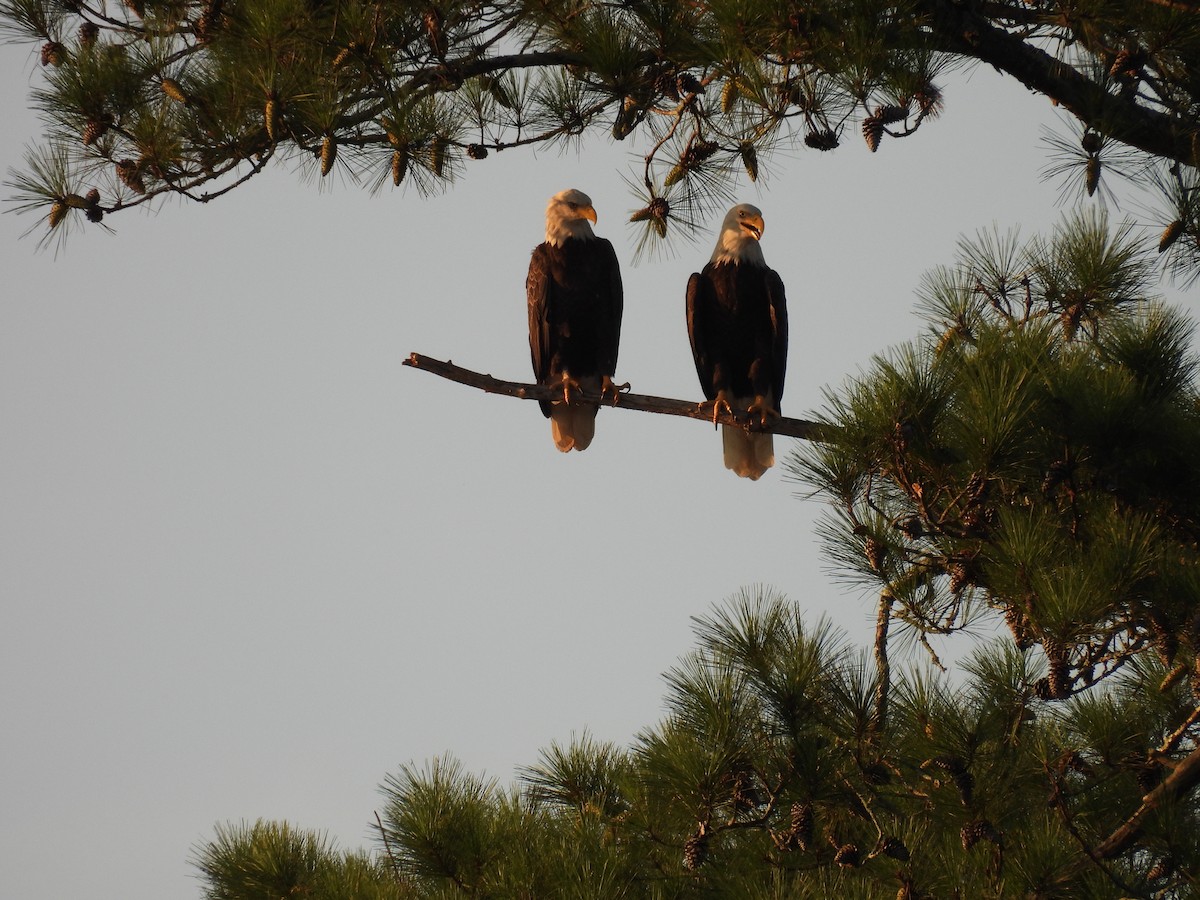 Bald Eagle - ML644903667