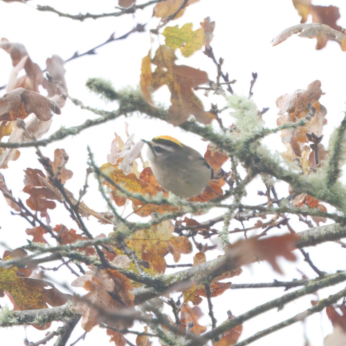 Golden-crowned Kinglet - ML644903671