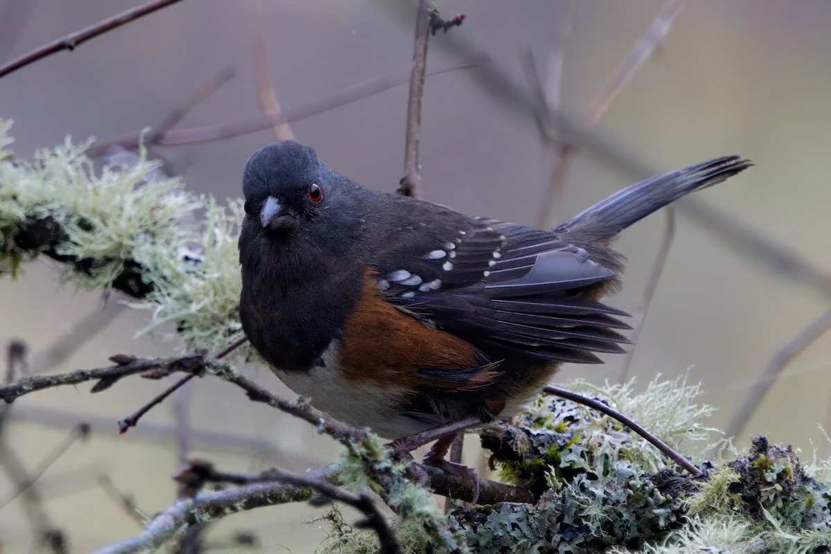 Spotted Towhee - ML644903688