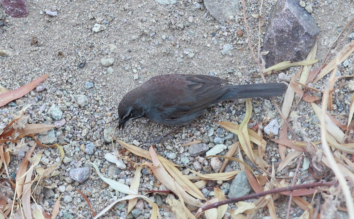 sonoraspurv - ML644903689