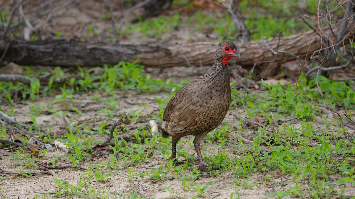 Swainson's Spurfowl - ML644903701
