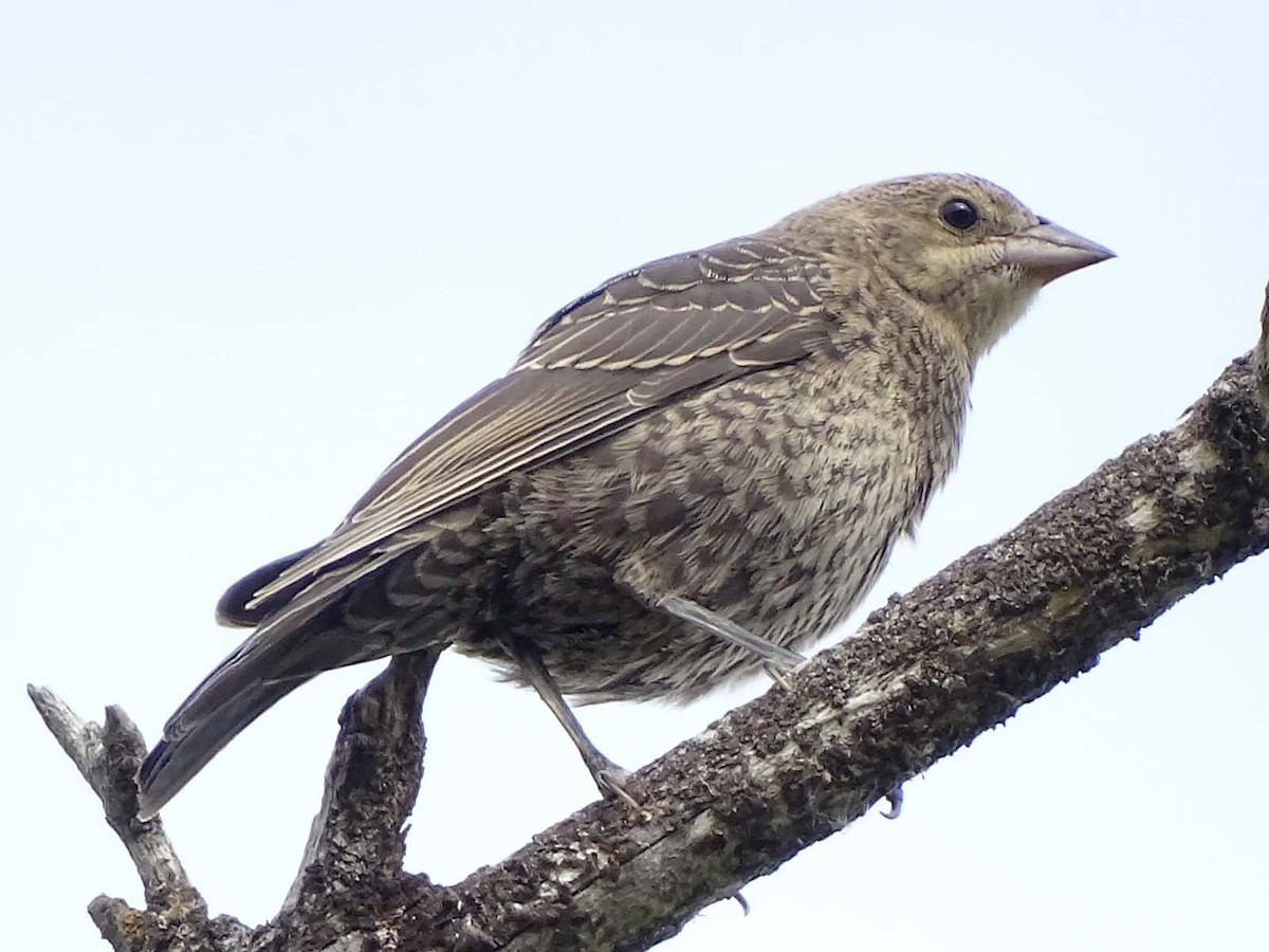 Brown-headed Cowbird - ML64490371