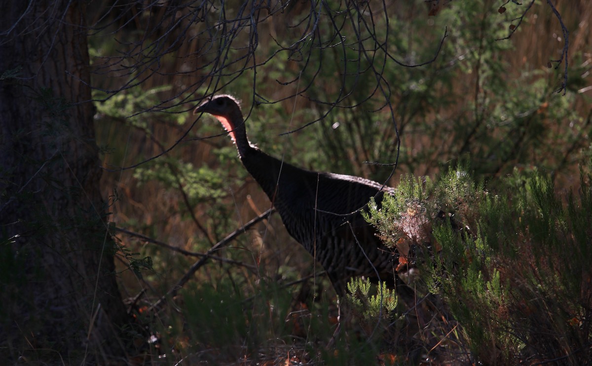 Guajolote Gallipavo - ML644903750