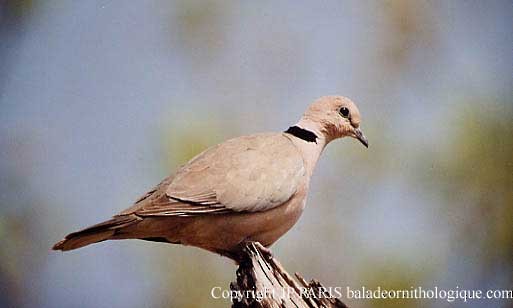 Vinaceous Dove - ML644903770