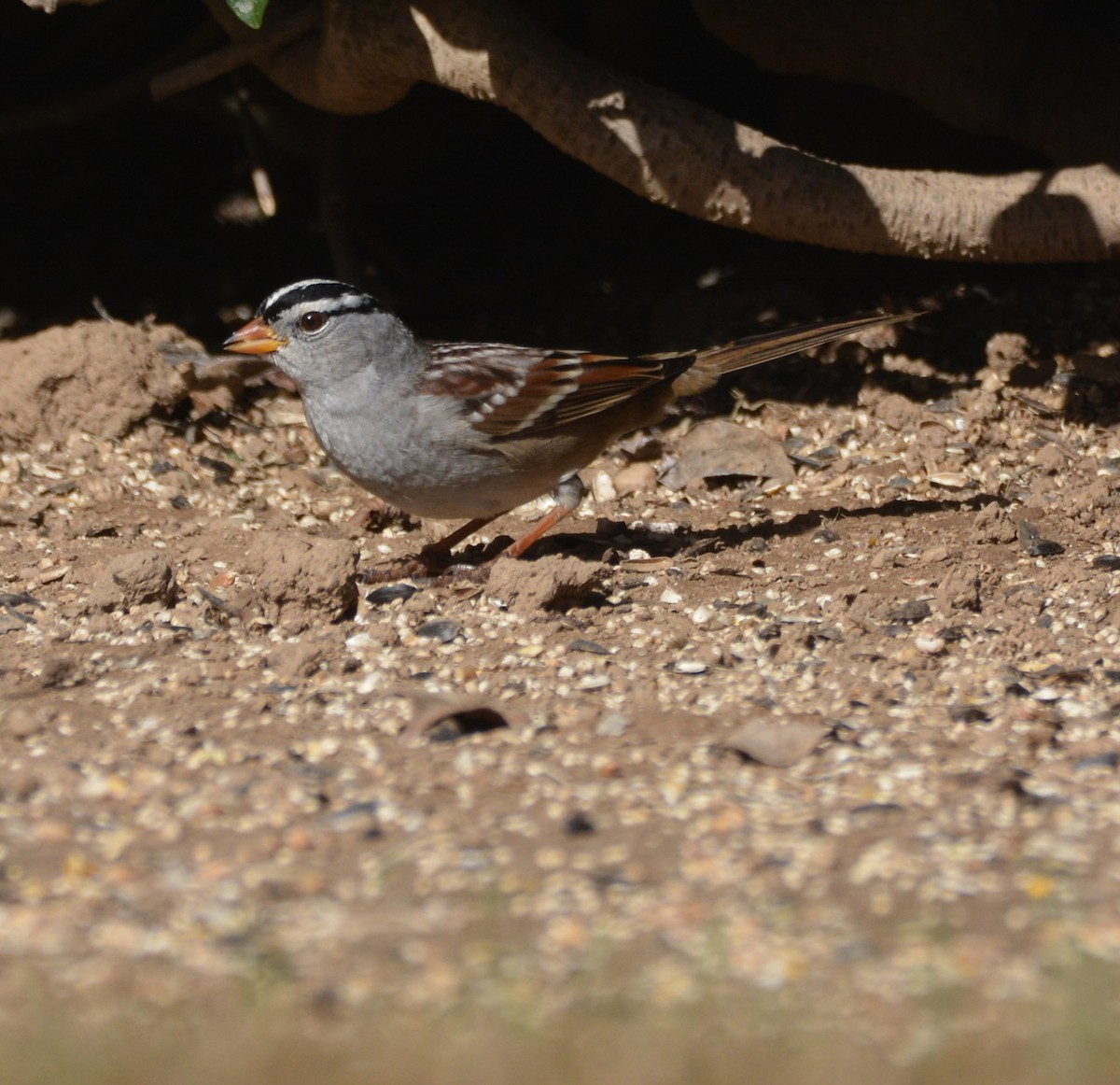 White-crowned Sparrow (Gambel's) - ML644903796