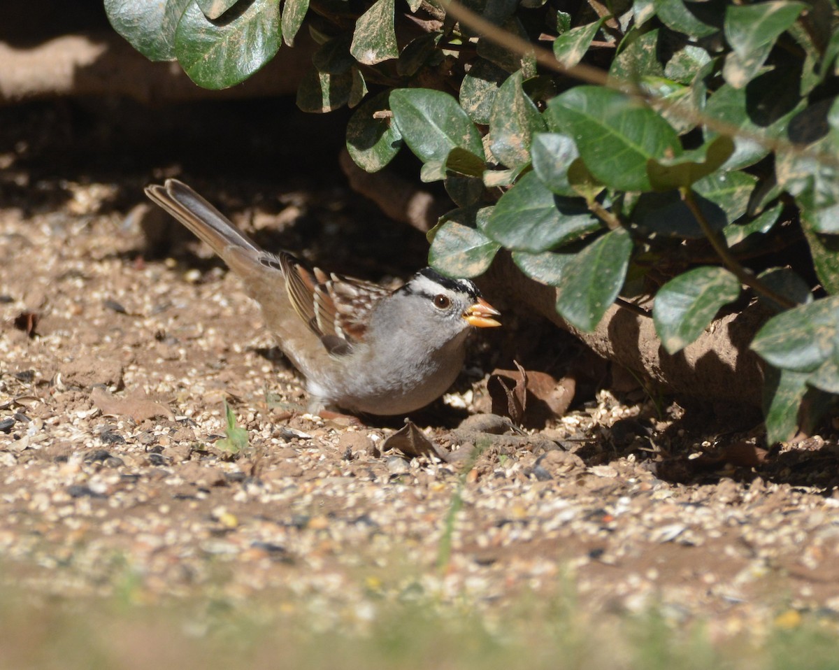 White-crowned Sparrow (Gambel's) - ML644903797