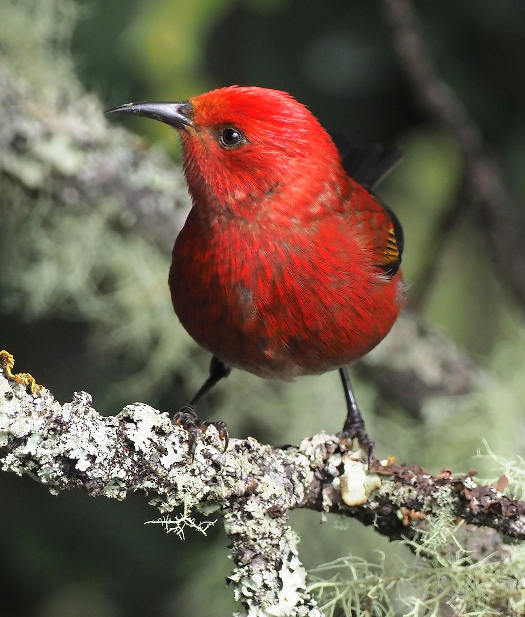 Малиновая апапане - ML644903807