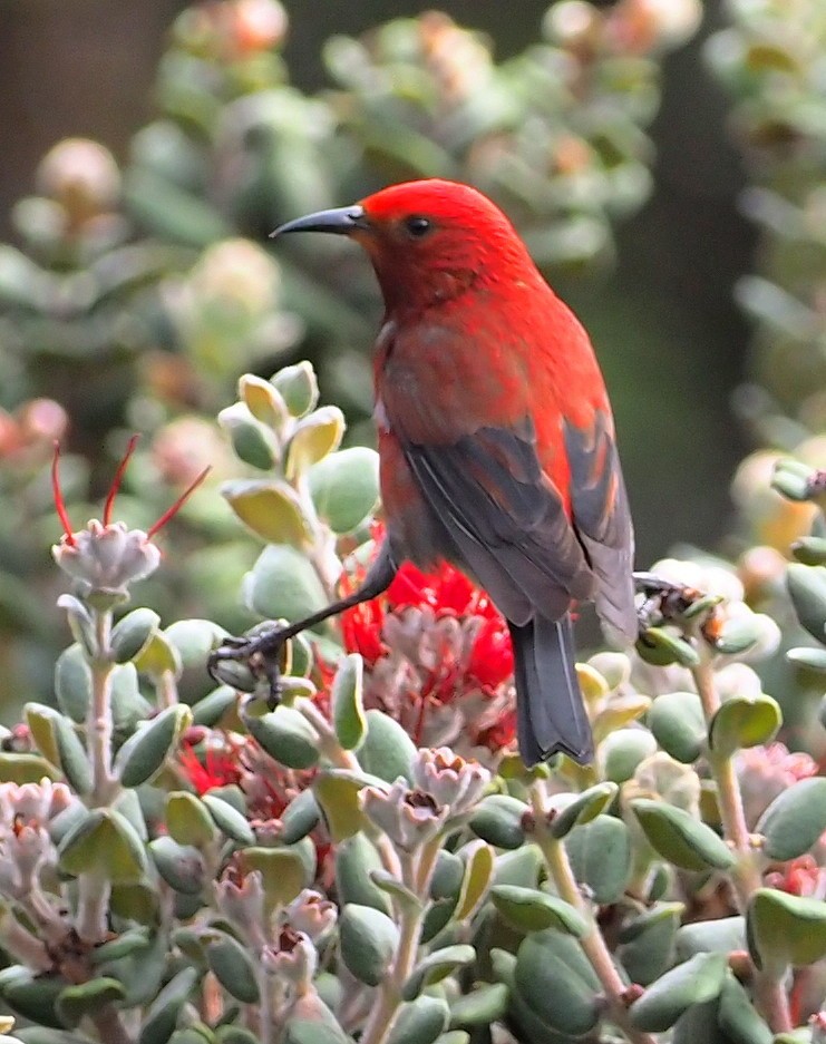 Малиновая апапане - ML644903810