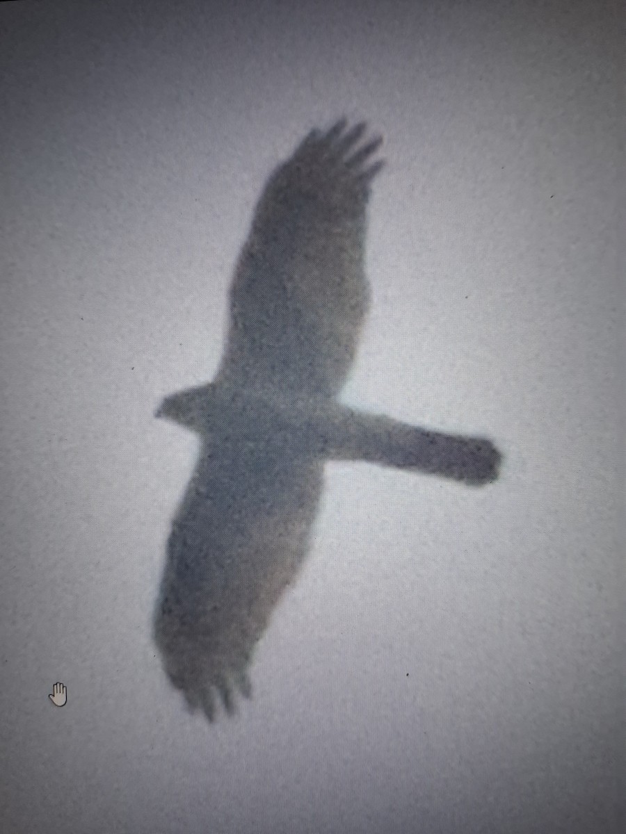 Eurasian Sparrowhawk - ML644903812