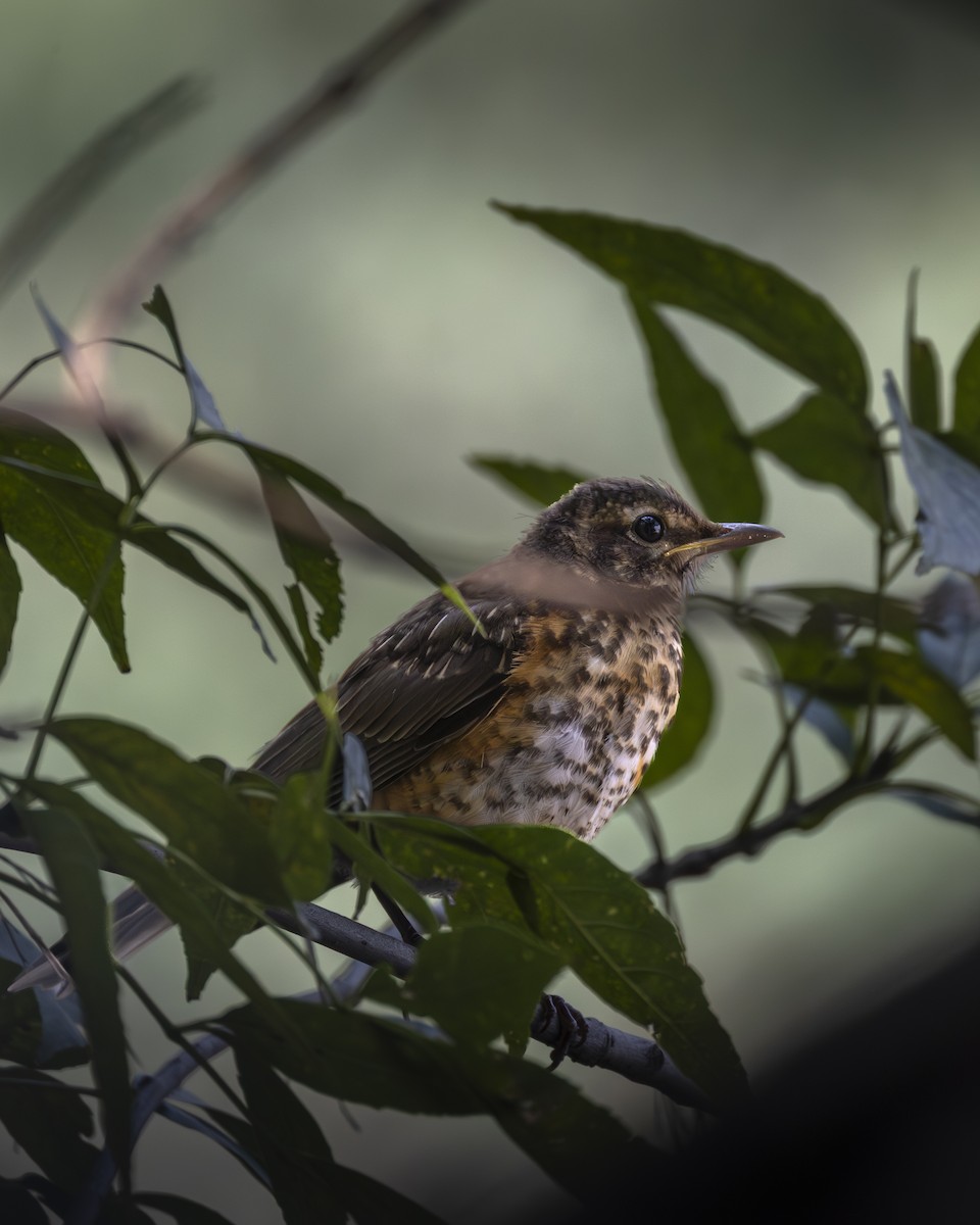 コマツグミ - ML644903858