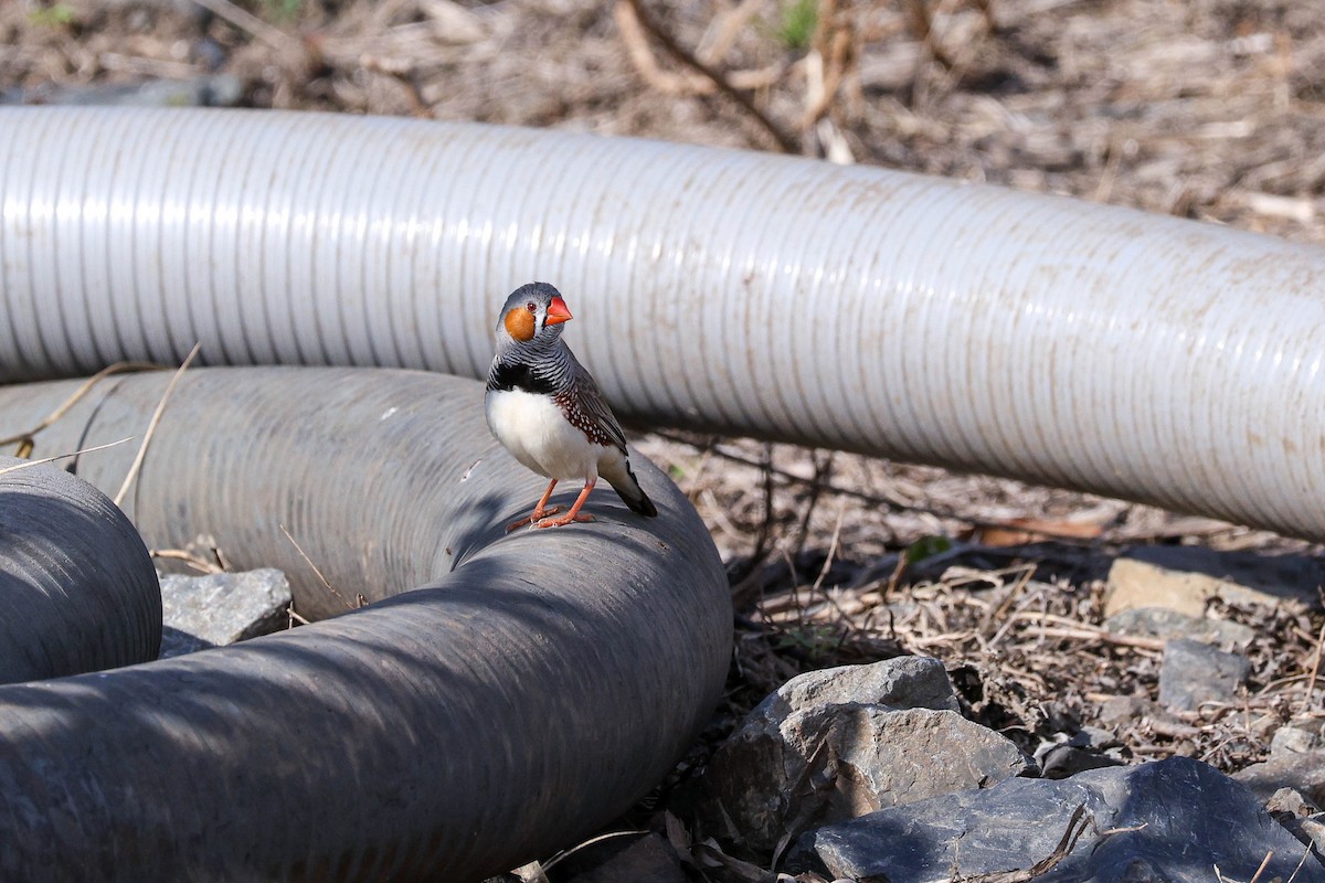 Zebra Finch - ML644903864