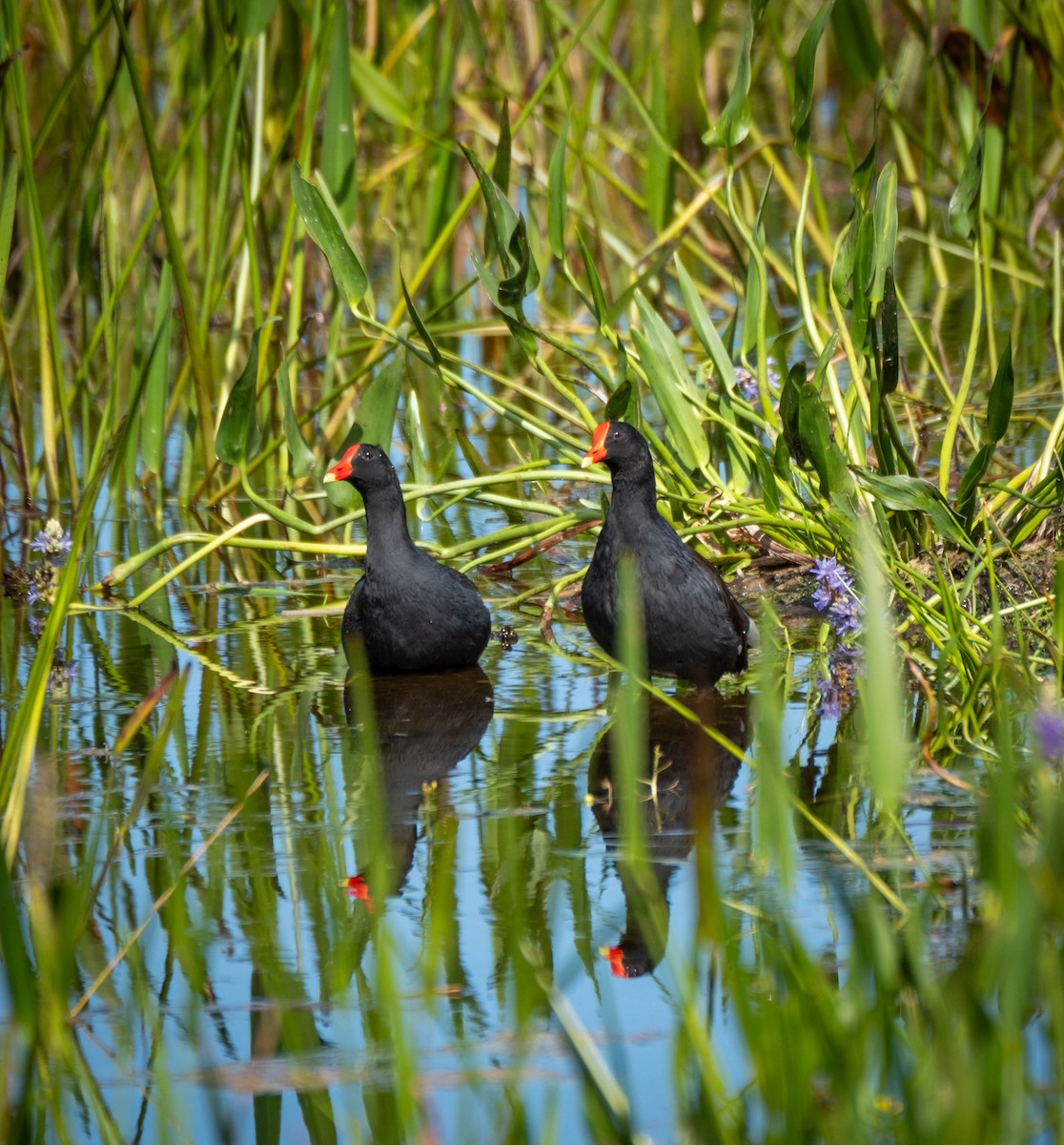 Amerika Sutavuğu - ML644903868