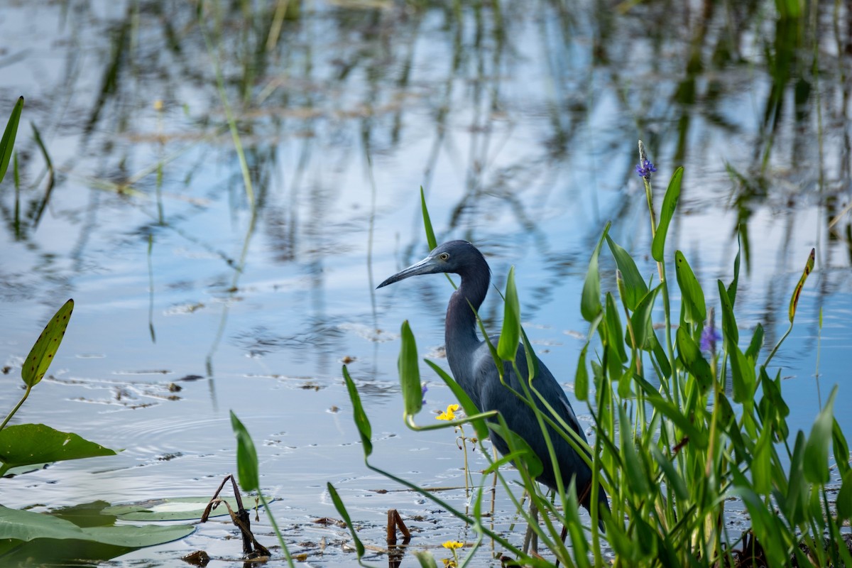 Little Blue Heron - ML644903876