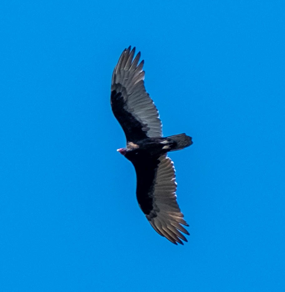 Turkey Vulture - ML644903888