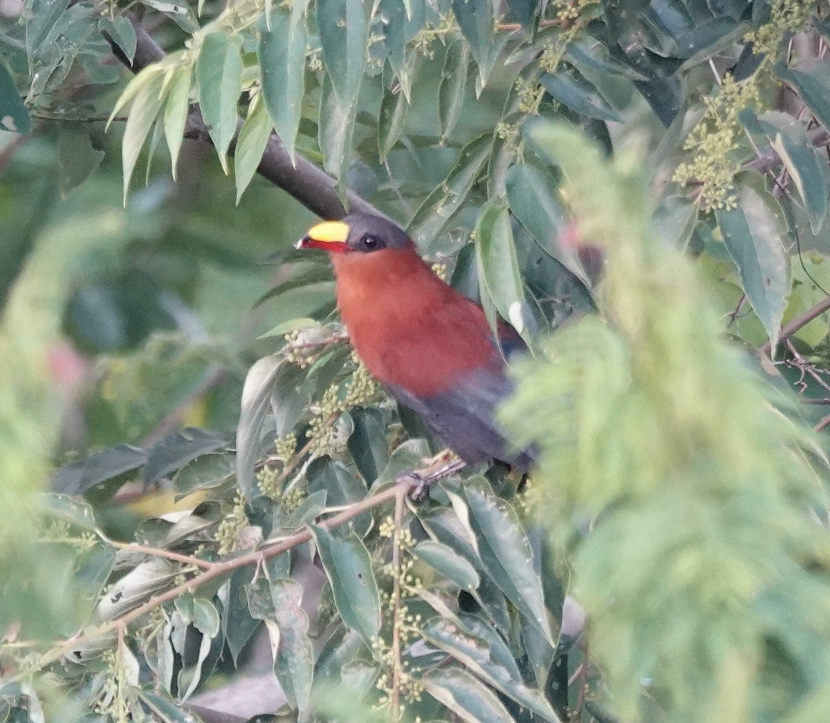 Yellow-billed Malkoha - ML644903891