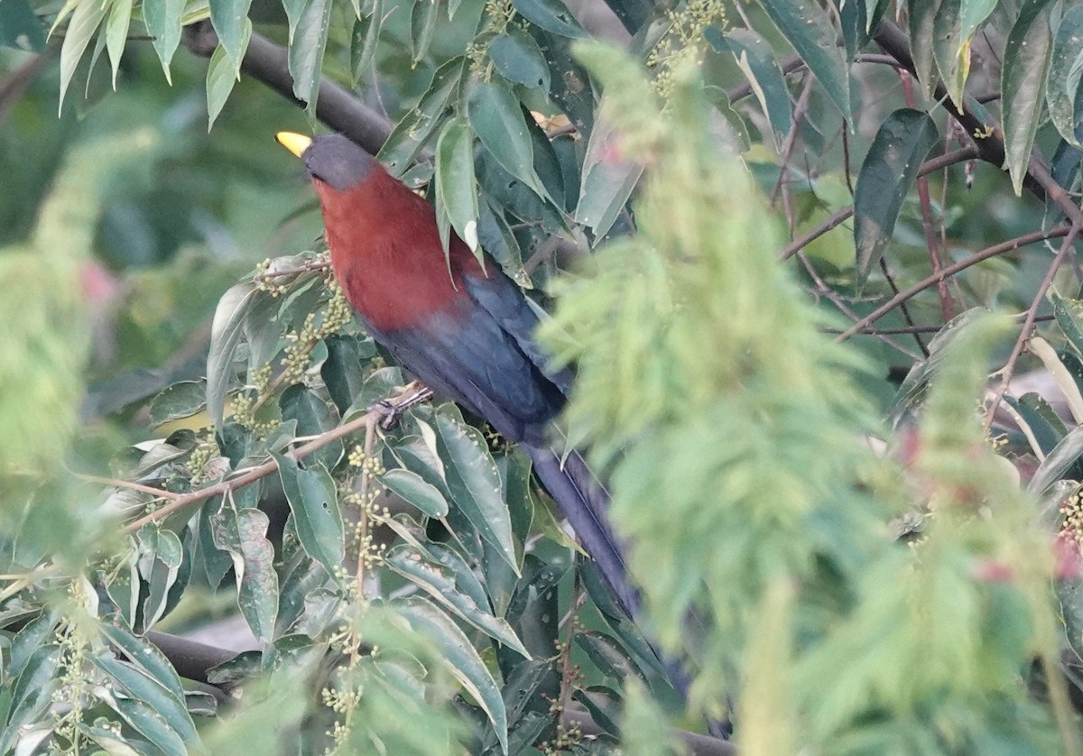 Yellow-billed Malkoha - ML644903892