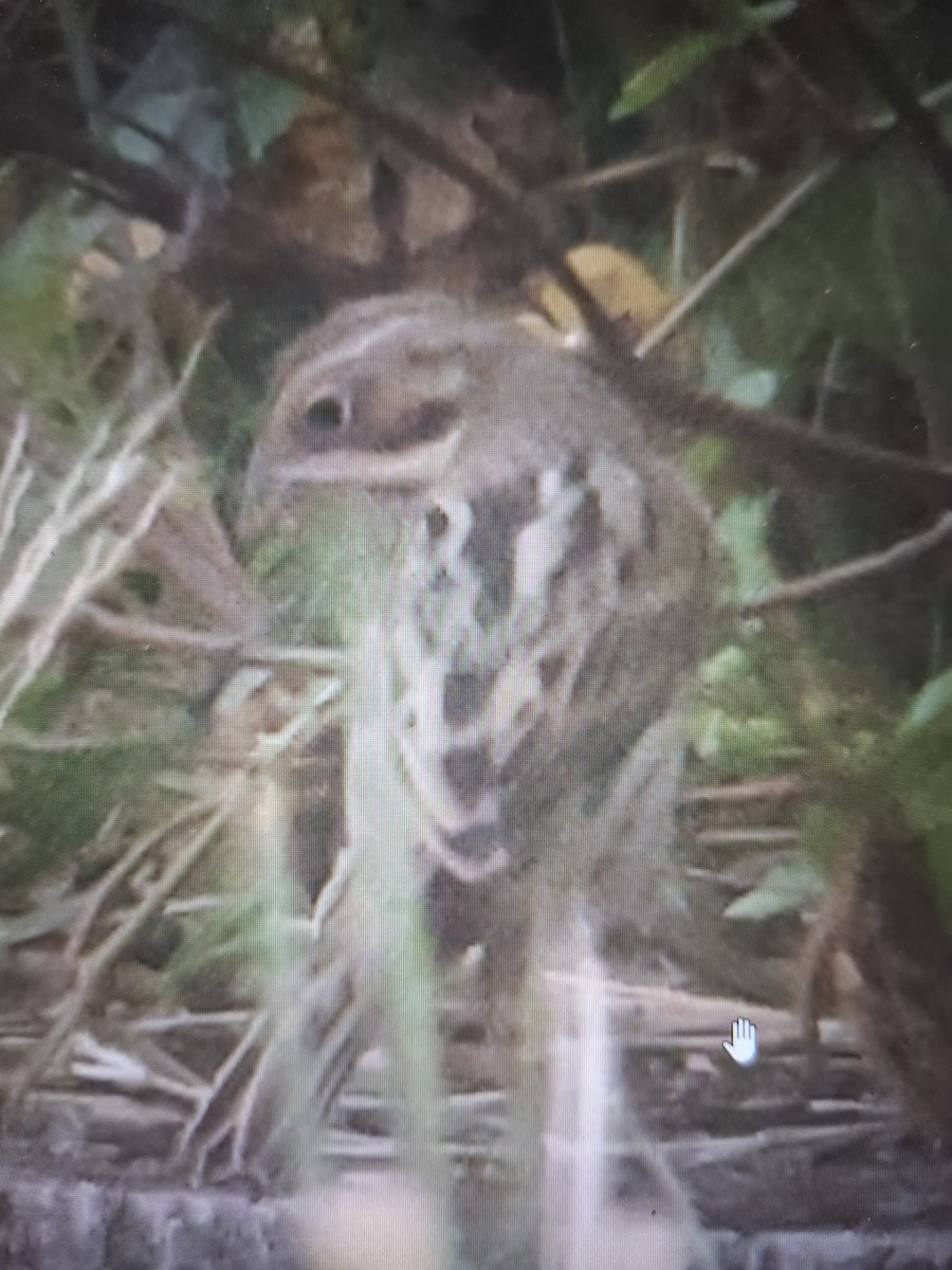Chestnut-eared Bunting - ML644903895