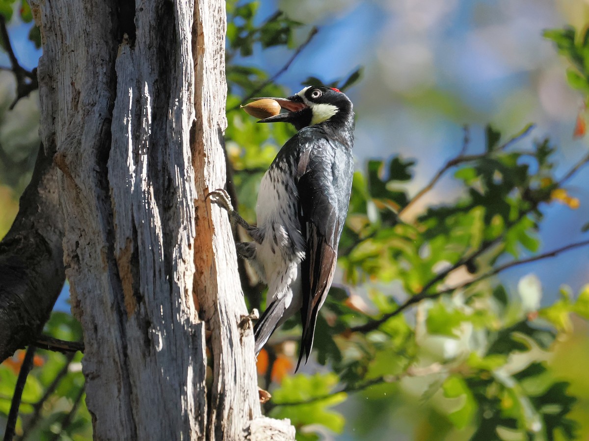 Acorn Woodpecker - ML644903899