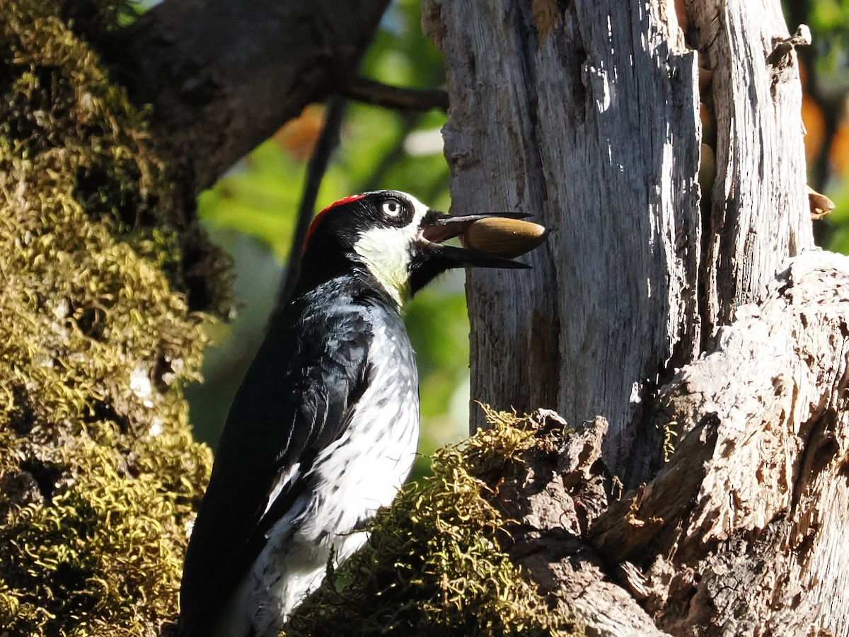 Acorn Woodpecker - ML644903900