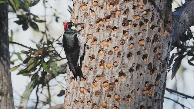 Palamut Ağaçkakanı - ML644903903