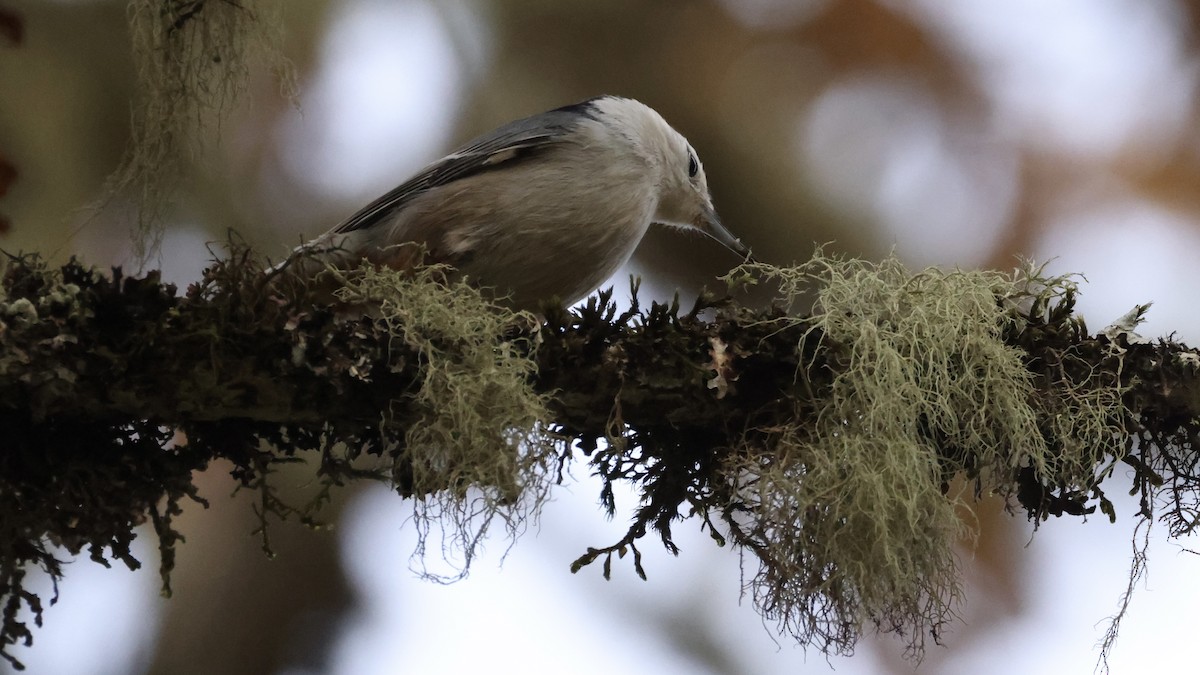 Weißbrustkleiber - ML644903908