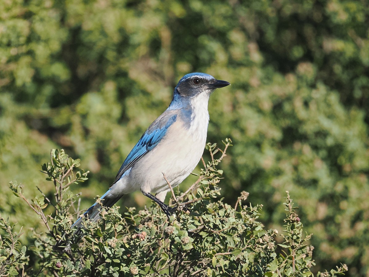 California Scrub-Jay - ML644903911