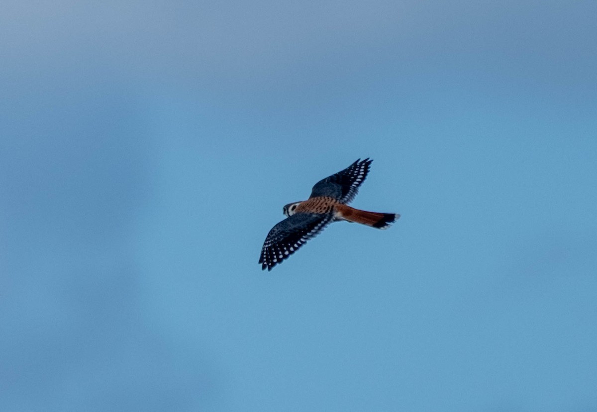 American Kestrel - ML644903913