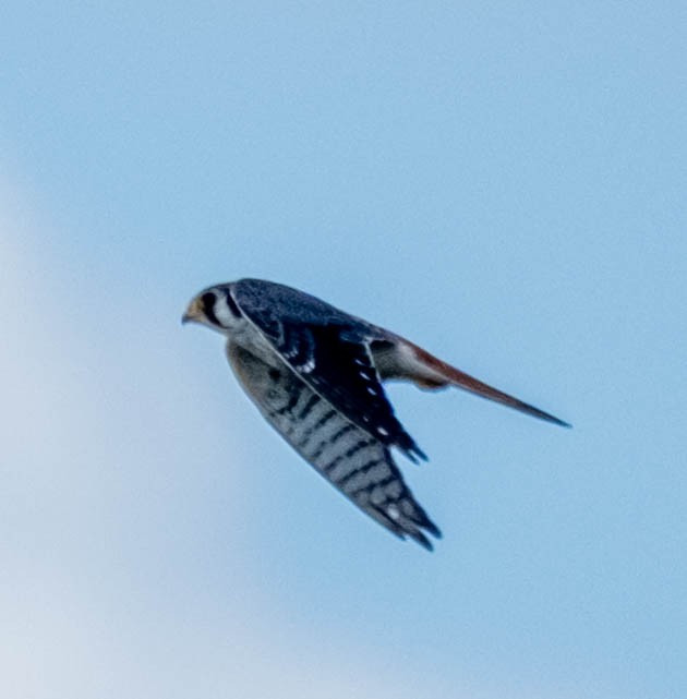 American Kestrel - ML644903914