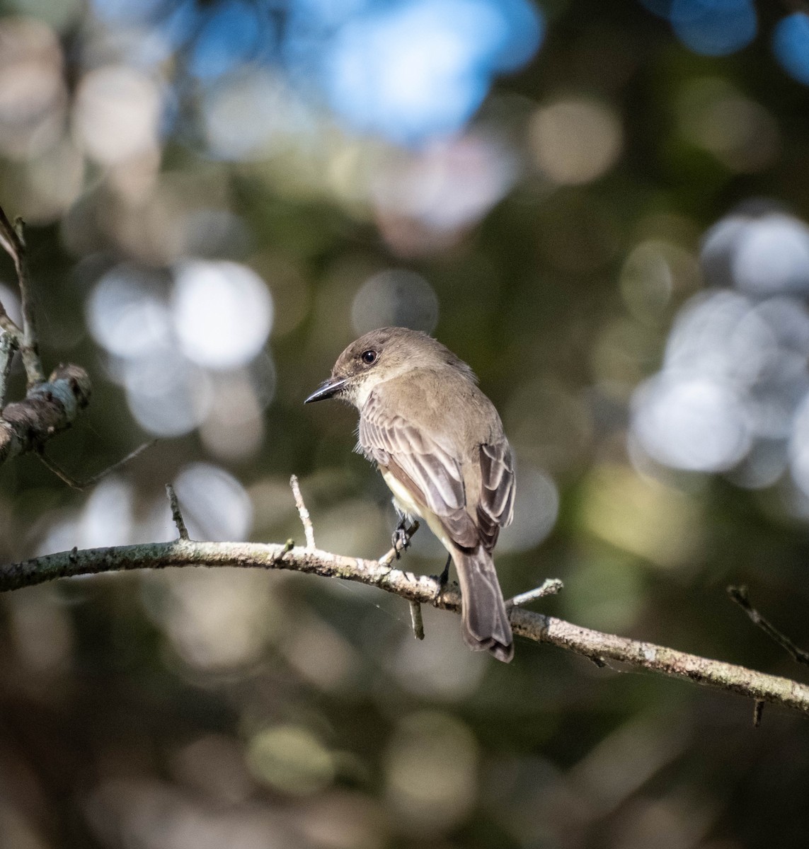 Eastern Phoebe - ML644903917