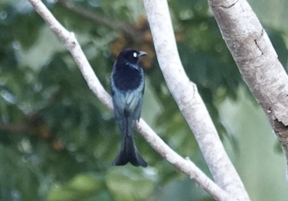 Hair-crested Drongo (White-eyed) - ML644903919