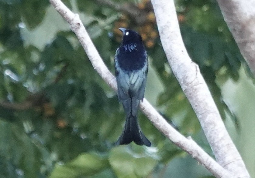 Hair-crested Drongo (White-eyed) - ML644903920