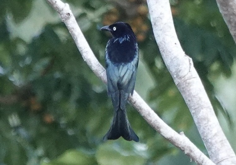 Hair-crested Drongo (White-eyed) - ML644903921