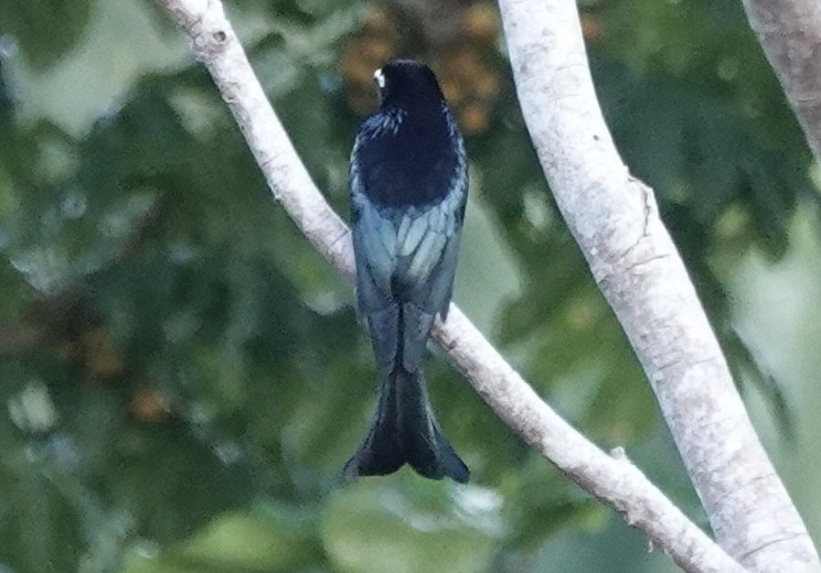 Hair-crested Drongo (White-eyed) - ML644903922