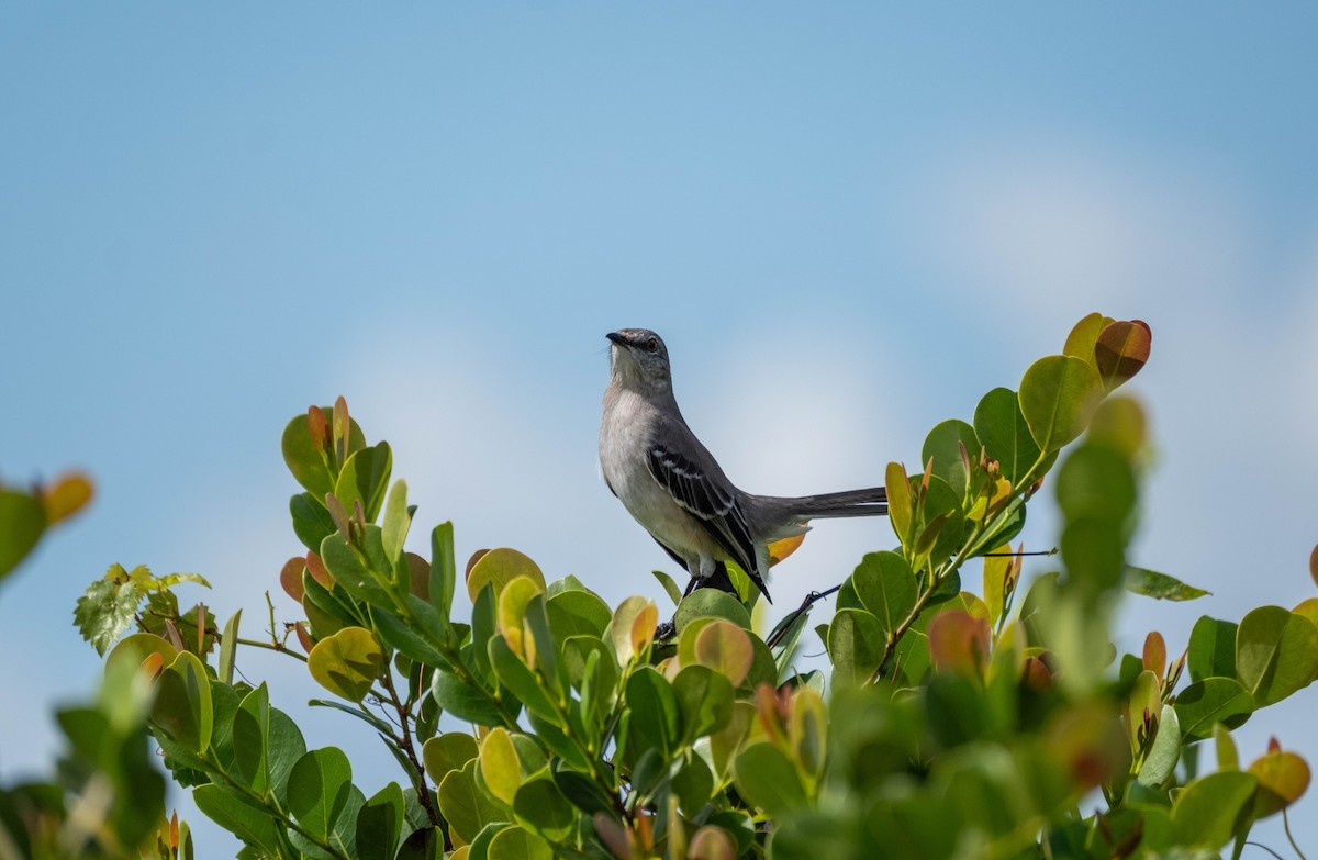 Northern Mockingbird - ML644903926