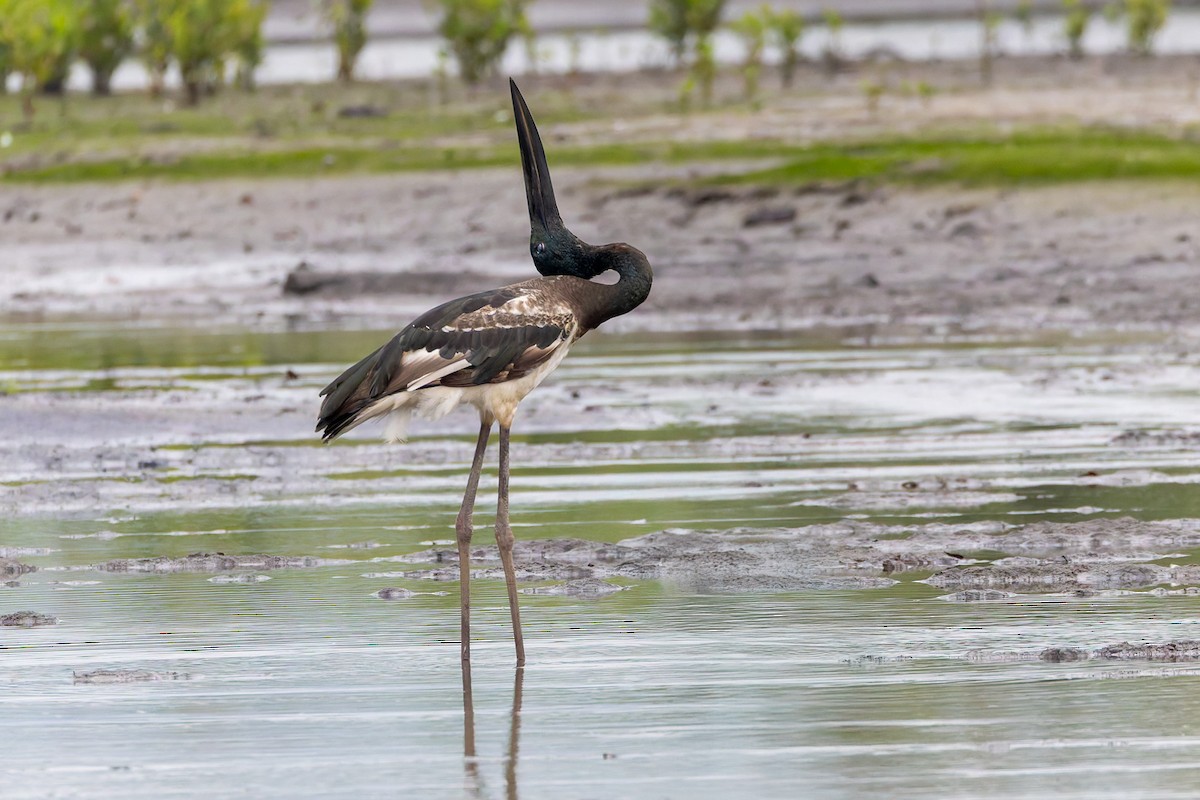 čáp černokrký - ML644903934