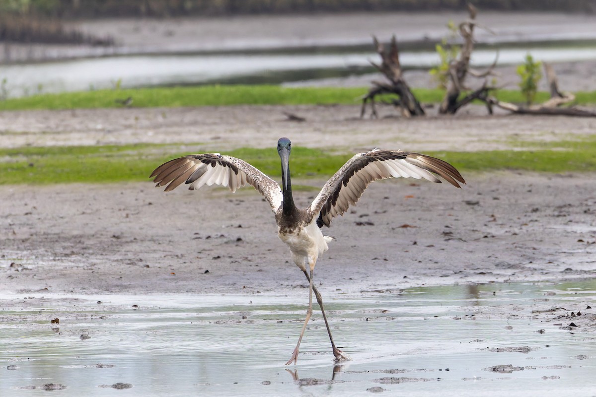 čáp černokrký - ML644903935