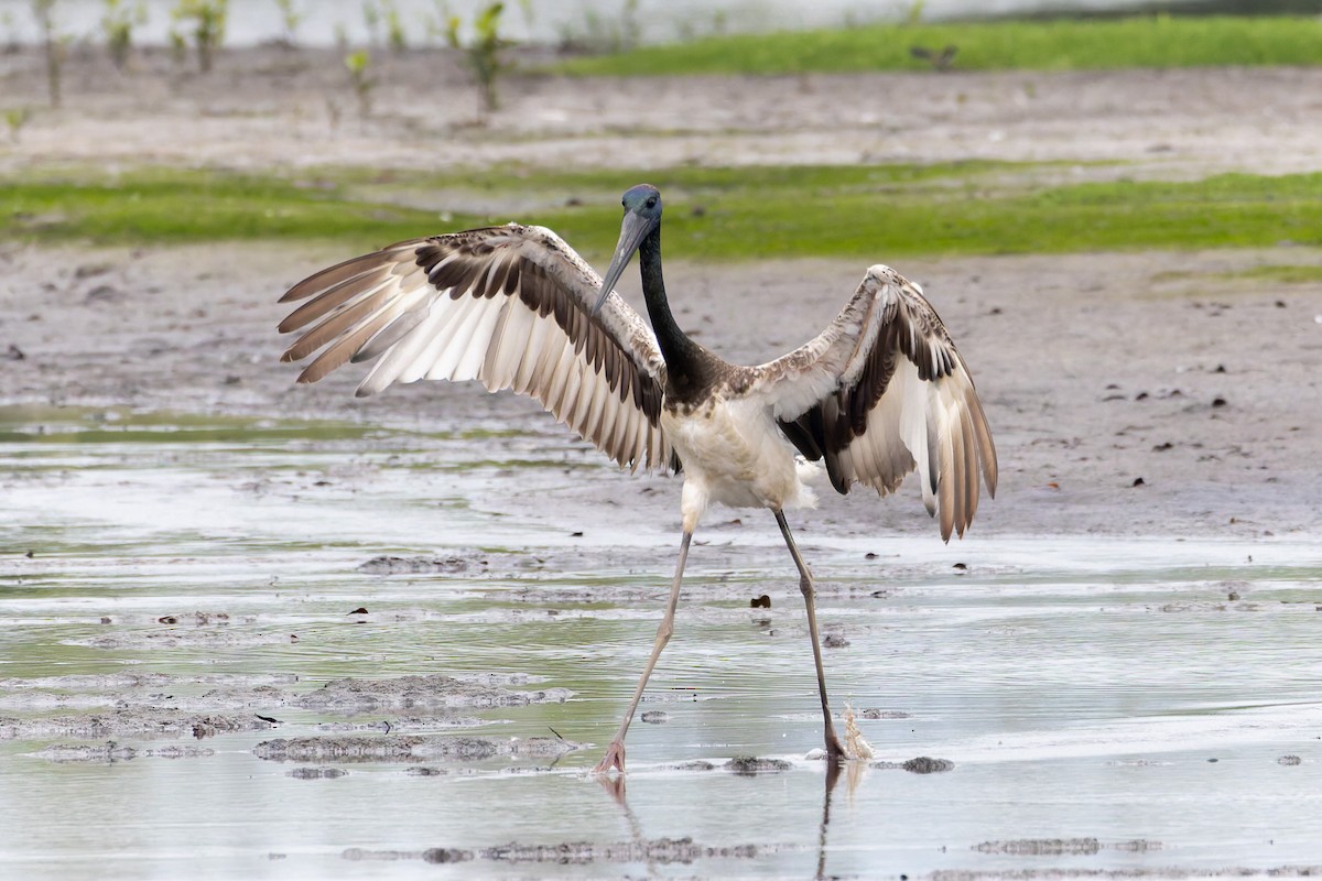 čáp černokrký - ML644903936