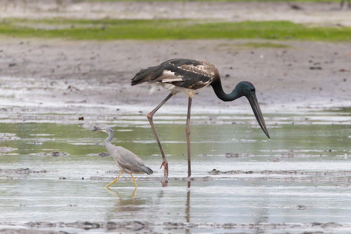 čáp černokrký - ML644903937